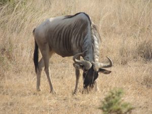 wildebeest-643482_1920